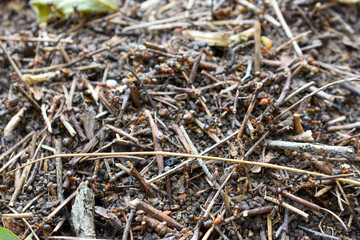 Large forest ants at work