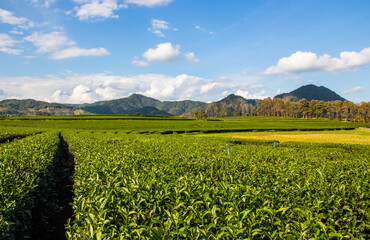 The tea plantations around Chiang Rai Thailand Asia