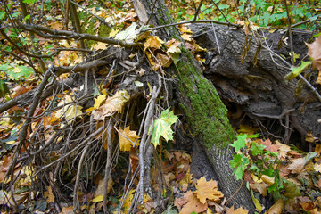Fallen tree roots upwards covered with moss and fallen leaves