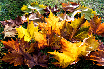 yellow leaves