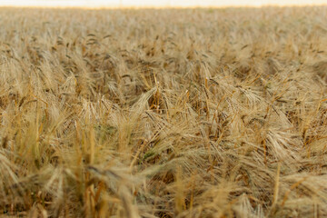 Golden ears of barley, summer in the harvest season, in the fields of Russia in the Rostov region. Dry yellow grains close up