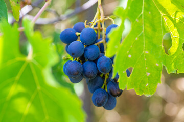 Ripe blue grapes grow on a branch