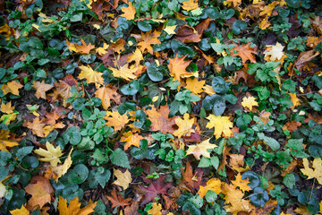 Fallen leaves among fresh grass