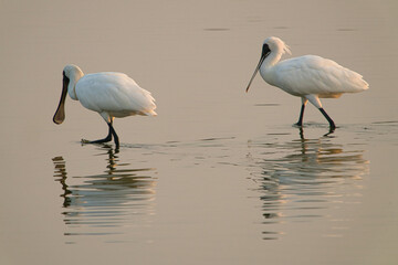 In the early morning, two black-faced spoonbills were feeding in the wetland.