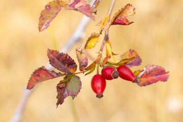 Red berries of a hawthorn ripen on a bush