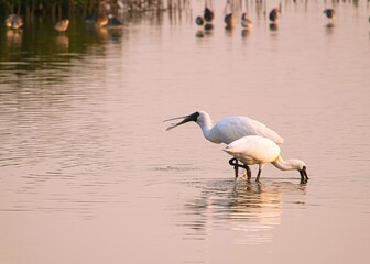 Two black-faced spoonbills were feeding in the wetland. One of them is holding a fish in its beak.