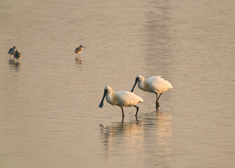 Two black-faced spoonbills were feeding in the wetland.