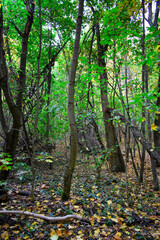 Bright forest colors