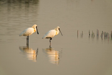 Two black-faced spoonbills were standing in the water resting. One of them is standing on one foot.