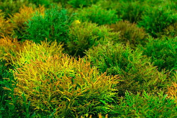 Natural plant green background from small young cypresses close-up, selective focus. Abstract botanical texture background, copy space