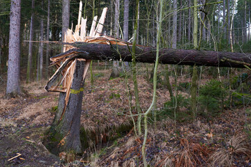 Vom Sturm gefällte Fichte in der Oberlausitz