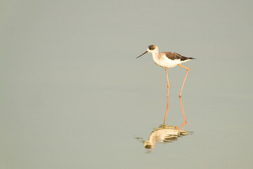 A black-winged stilt is looking for food in the wetland.  There is its reflection in the water.