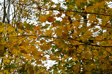 Bright autumn colors in the forest