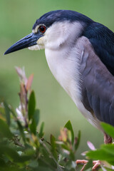Black-crowned Night Heron (Nycticorax nycticorax)