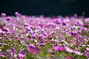 Close-up of beautiful cosmos flowers against the blurred flowers field.