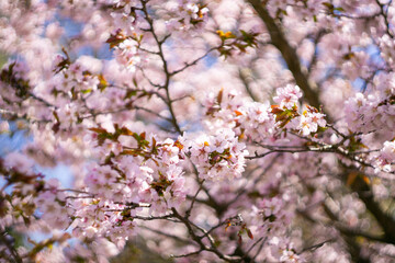 Sakura flowers bloom in spring