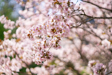 Sakura flowers bloom in spring