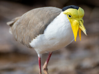 Masked Lapwing (Vanellus miles)