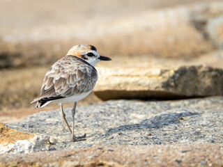 Malaysian Plover (Charadrius peronii)