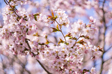 Obraz premium Sakura flowers bloom in spring