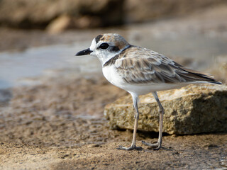 Malaysian Plover (Charadrius peronii)