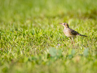 Paddyfield Pipit (Anthus rufulus)