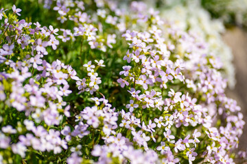 Fototapeta premium Small pink flowers blooming