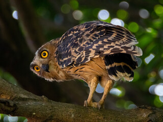 Buffy Fish Owl (Ketupa ketupu)