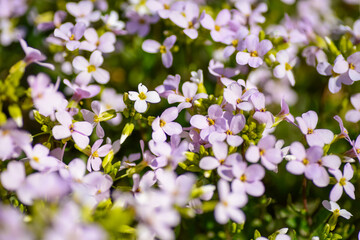 Small pink flowers blooming