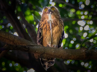 Buffy Fish Owl (Ketupa ketupu)