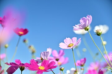 Close-up of beautiful cosmos flowers against the bright blue sunny sky.