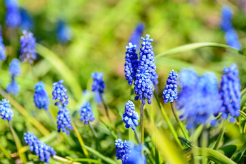 Blue muscari flowers blooming