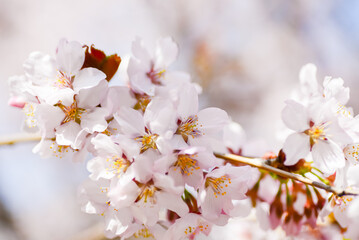 Fototapeta na wymiar Sakura blooms in spring