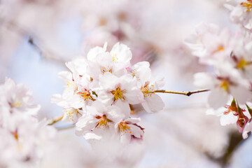 Fototapeta na wymiar Sakura blooms in spring