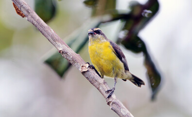 Bananaquit (Coereba flaveola) perched on an isolated trunk. bird seen from the front