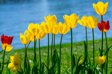 Yellow and red tulips blooming