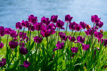 Dark purple tulips blooming