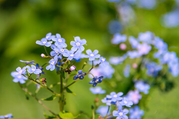 Blue forget-me-not flowers blooming