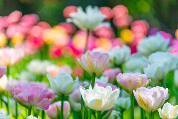 White and pink tulips blooming in the garden