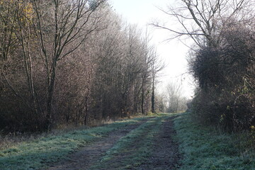 Frozen nature, 8th December 2020, Suffolk, Haverhill area in UK. Frost on plants, fields, minus 3 degrees