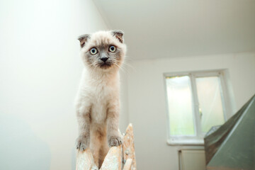 Cute cat sits on the ladder during renovation room. Repair, painting the walls, improvement the apartment