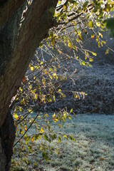 Frozen nature, 8th December 2020, Suffolk, Haverhill area in UK. Frost on plants, fields, minus 3 degrees