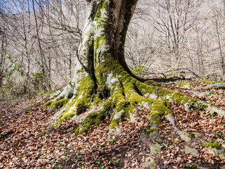 Urederra River in Navarra, Spain.