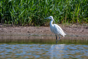 Little Egret or Egretta garzetta in the pond