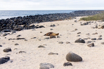 Fototapeta na wymiar Lobos marinos en las Islas Galápagos - Ecuador
