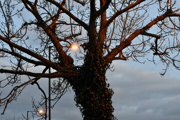 Tree entangled with ivy and street lights at dusk in winter, Coventry, England 