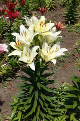 Lilies with white spotted flowers in June