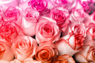 many rosebuds, bouquet, flowers,