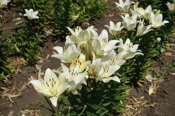 Numerous white spotted flowers of true lilies in June