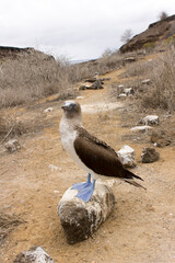 Piqueros de patas azules en las Islas Galápagos - Ecuador